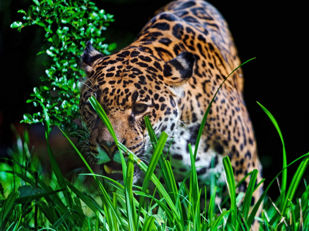Обои картинки фото jaguar, животные, Ягуары, ягуар, оскал, трава