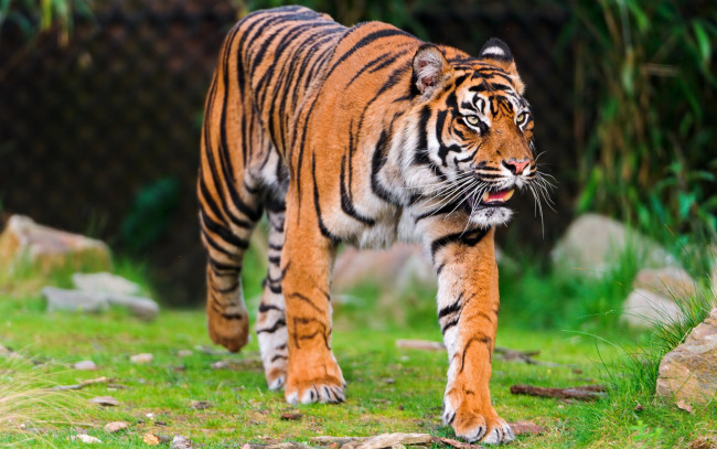Обои картинки фото sumatran, tiger, животные, тигры, кошка, хищник, суматранский, тигр