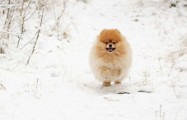 Обои картинки фото животные, собаки, забавный, снег, шпиц