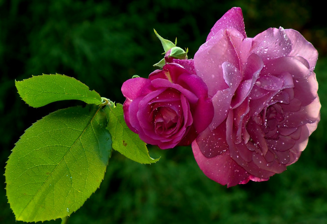 Обои картинки фото цветы, розы, лепестки, листья, капли, роса