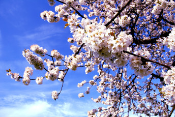 Картинка цветы сакура +вишня цветение ветка вишня весна макро природа дерево