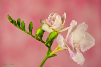 Картинка цветы фрезия ветка