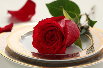 Картинка цветы розы алый бутон капли