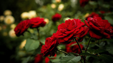 Картинка цветы розы красный