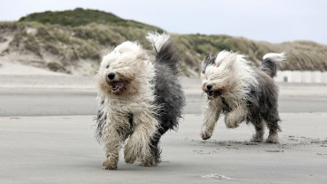 Картинка животные собаки бег пляж