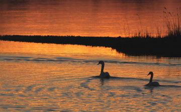 Картинка животные лебеди закат