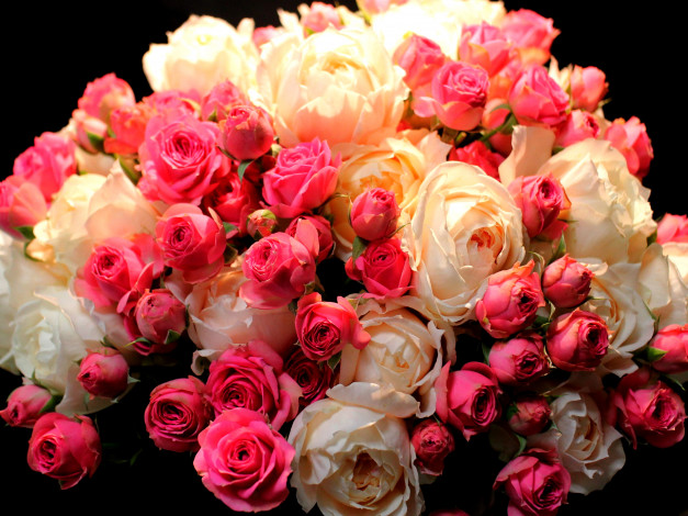 Обои картинки фото цветы, розы, бутоны, много, розовый, букет