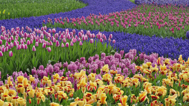 Обои картинки фото цветы, разные вместе, гиацинты, нидерланды, тюльпаны