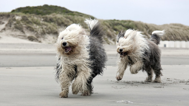 Обои картинки фото животные, собаки, бег, пляж