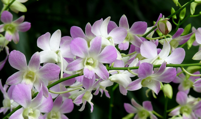 Обои картинки фото цветы, орхидеи, ветки