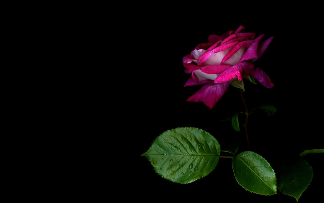 Обои картинки фото цветы, розы, листья