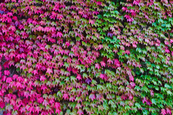 Картинка природа листья плющ цвет осень