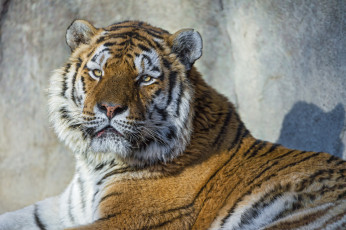 Картинка животные тигры тигр портрет кошка амурский jaguar the tambako морда взгляд