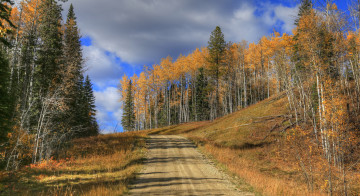 Картинка природа дороги лес осень