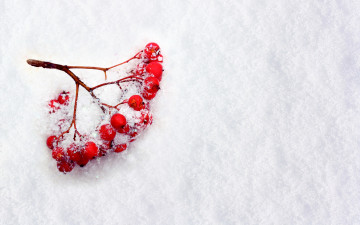Картинка природа Ягоды +рябина ягоды рябина ветка снег зима
