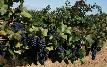 Картинка природа Ягоды +виноград лоза листья грозди