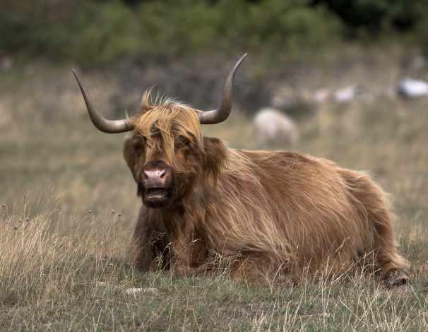 Обои картинки фото животные, коровы,  буйволы, трава, поле, бык