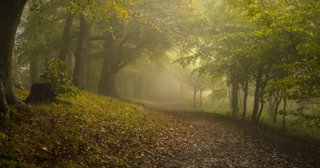 Обои картинки фото природа, дороги, осень, туман, лес