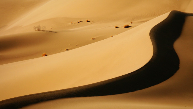 Обои картинки фото природа, пустыни, колючки, тень, бархан, песок, пустыня