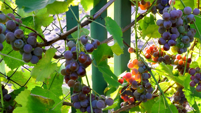 Обои картинки фото природа, Ягоды,  виноград, грозди, листья, лоза
