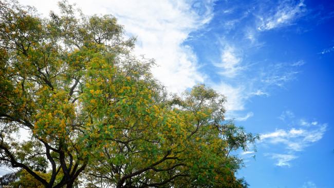Обои картинки фото природа, деревья, жёлтые, цветущие, цветы, облака, небо