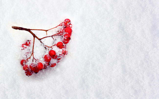 Обои картинки фото природа, Ягоды,  рябина, ягоды, рябина, ветка, снег, зима