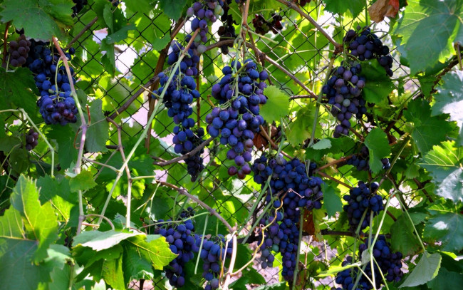 Обои картинки фото природа, Ягоды,  виноград, листья, лоза, грозди