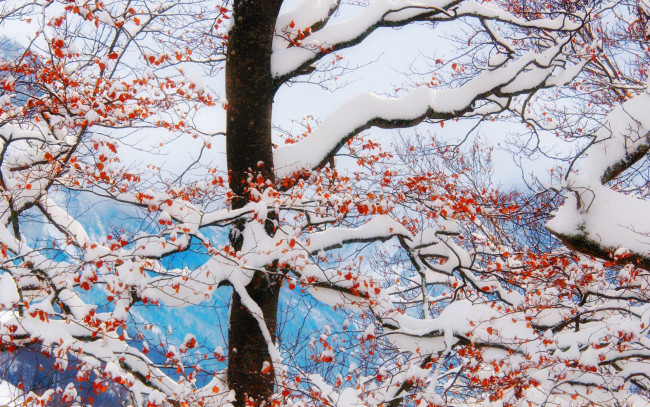 Обои картинки фото природа, зима, красные, ягоды, ветки, снег, дерево