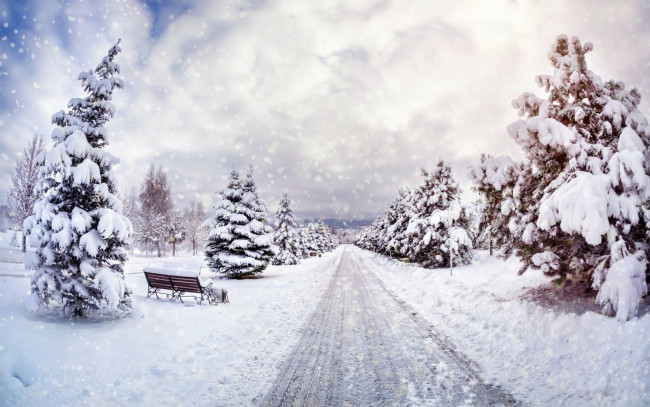 Обои картинки фото природа, зима, небо, снег, деревья