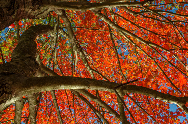 Обои картинки фото природа, деревья, небо, дерево, листья, осень, багрянец