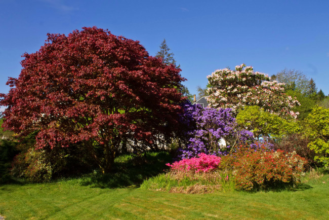 Обои картинки фото attadale gardens strathcarron scotland, природа, парк, деревья, сад, кусты