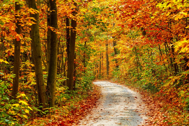 Обои картинки фото природа, дороги, осень, деревья, лес, дорога, листва