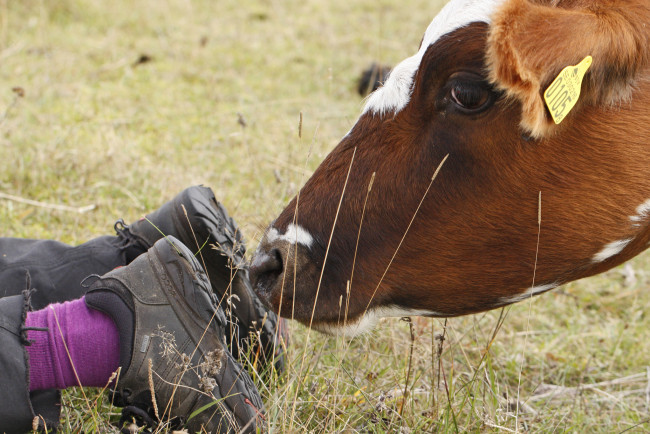 Обои картинки фото юмор и приколы, ботинки, ноги, нюхает, корова, обувь, любопытство