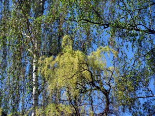 Картинка природа деревья березки весна