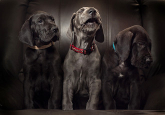 Картинка животные собаки щенки соло ария немецкий дог троица трио