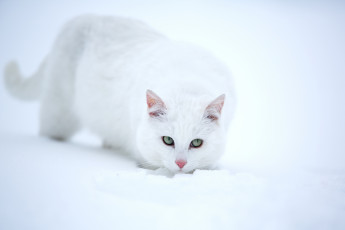 Картинка животные коты снег белая кошка взгляд