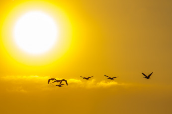 Картинка животные птицы небо облака солнце закат стая силуэт