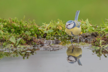 Картинка животные синицы +лазоревки вода птичка синица отражение лазоревка
