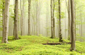 Картинка природа лес лето деревья