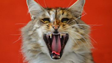 Картинка животные коты кошка пасть кот морда зверь