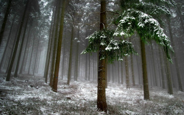 Картинка природа лес снег