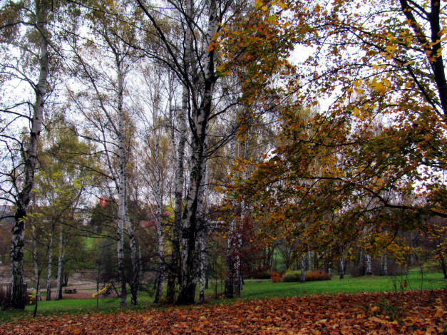 Обои картинки фото природа, лес, березки, осень, листья