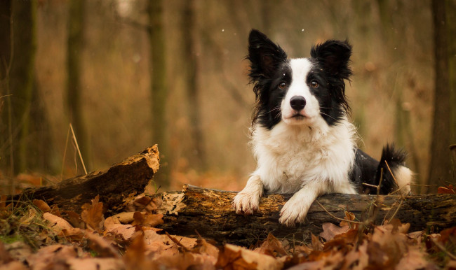 Обои картинки фото животные, собаки, собака, осень, листья, бревно