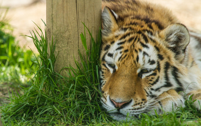 Обои картинки фото животные, тигры, амурский, тигр, кошка, трава, отдых