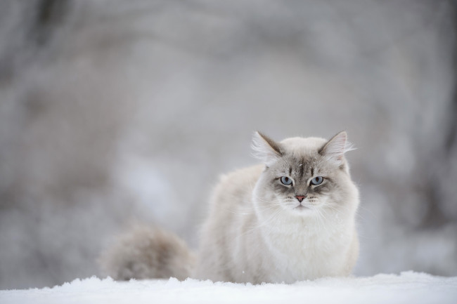 Обои картинки фото животные, коты, снег, взгляд, кошка
