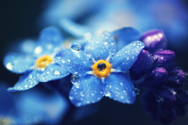Обои картинки фото цветы, незабудки, макро, капли, лепестки, голубые