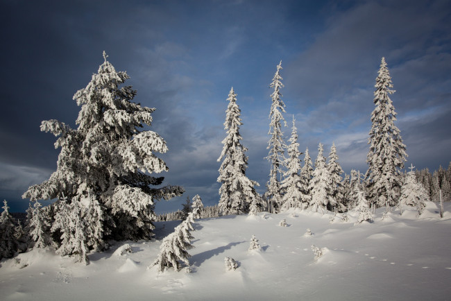 Обои картинки фото природа, зима, ели, снег