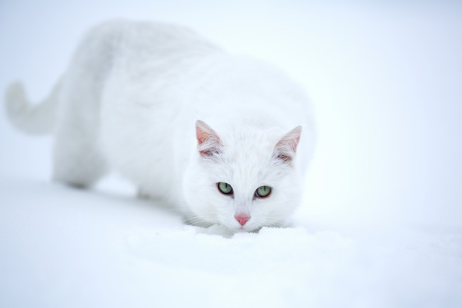 Обои картинки фото животные, коты, снег, белая, кошка, взгляд