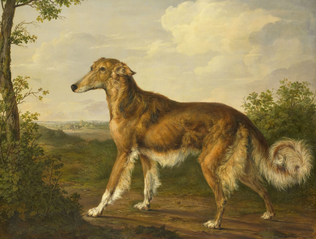 Обои картинки фото рисованное, живопись, сибирская, борзая, собака