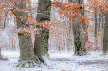 Картинка природа деревья германия bavaria englischer garten осень снег мюнхен munich бавария germany парк английский сад